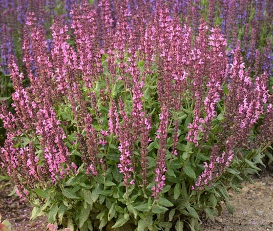 Image of Salvia x sylvestris 'New Dimension Rose'|Walters Gardens, MI|Walters Gardens