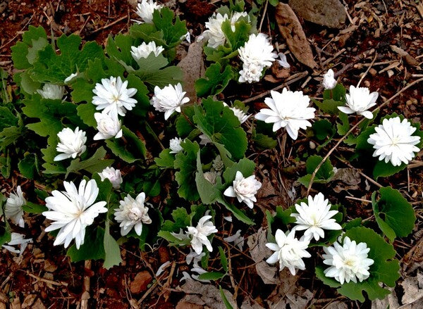 Image of Sanguinaria canadensis 'Snow Cone'taken at Yinger Gdn, PA by B. Yinger