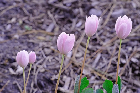 Image of Sanguinaria canadensis 'Venus'taken at Juniper Level Botanic Gdn, NC by JLBG