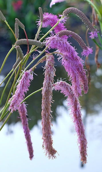 Learn about Sanguisorba hakusanensis | Lilac Squirrel Burnet