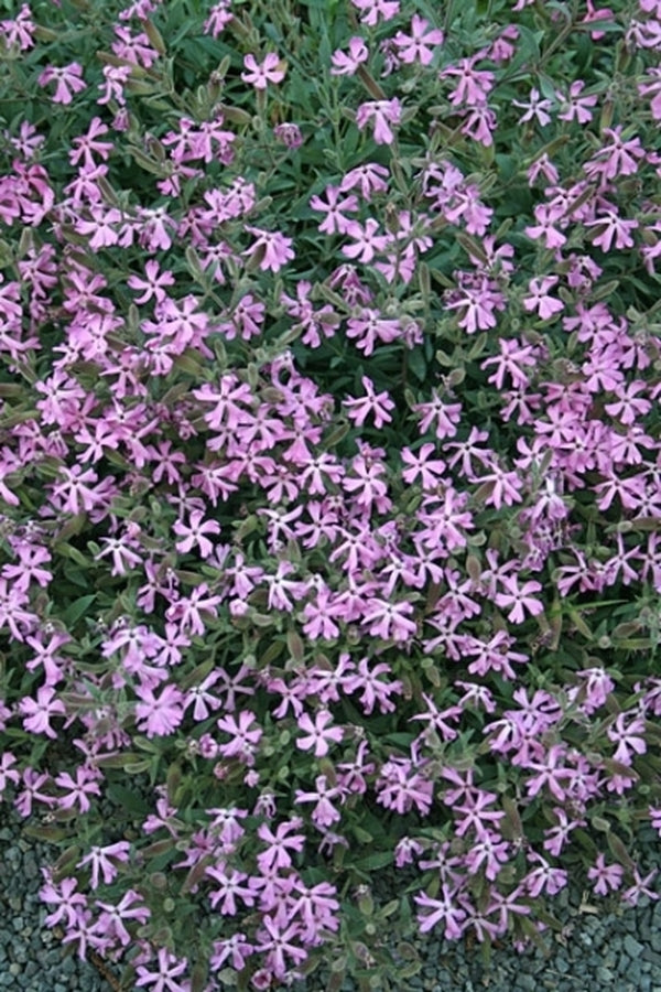Image of Saponaria 'Pink Out'|Juniper Level Botanic Gdn, NC|JLBG