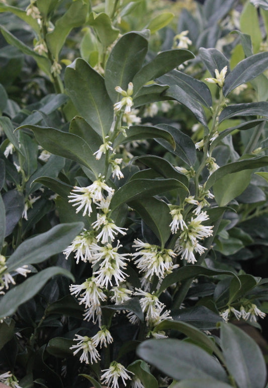Image of Sarcococca x confusa||