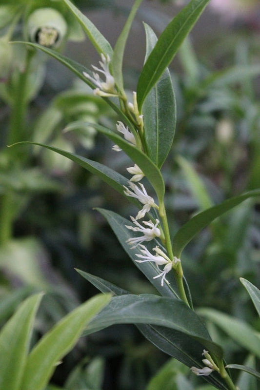 Image of Sarcococca hookeriana 'Nepal'||