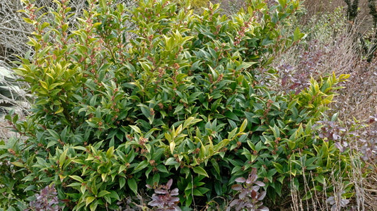Image of Sarcococca orientalis|Juniper Level Botanic Gdn, NC|JLBG