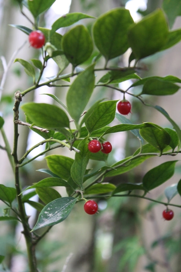 Image of Sarcococca ruscifolia var. chinensis||