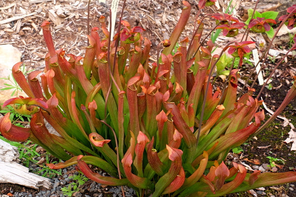 Image of Sarracenia 'Redbug' PP 13,412|Juniper Level Botanic Gdn, NC|JLBG