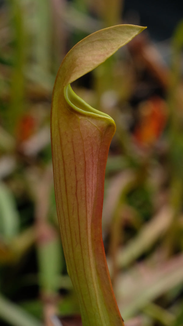 Image of Sarracenia x ahlesii|Juniper Level Botanic Gdn, NC|JLBG
