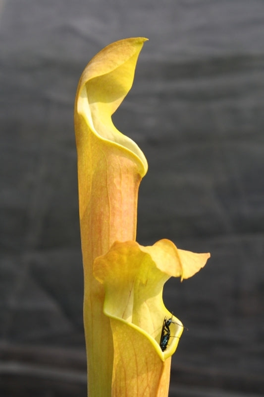 Image of Sarracenia alabamensis ssp. alabamensis NOT OUTSIDE NC|Juniper Level Botanic Gdn, NC|JLBG