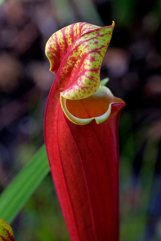 Image of Sarracenia alata 'Purple Peeper'||