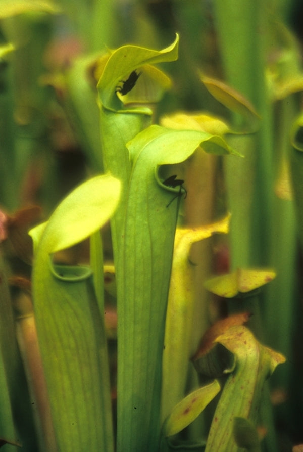 Image of Sarracenia alata|Juniper Level Botanic Gdn, NC|JLBG