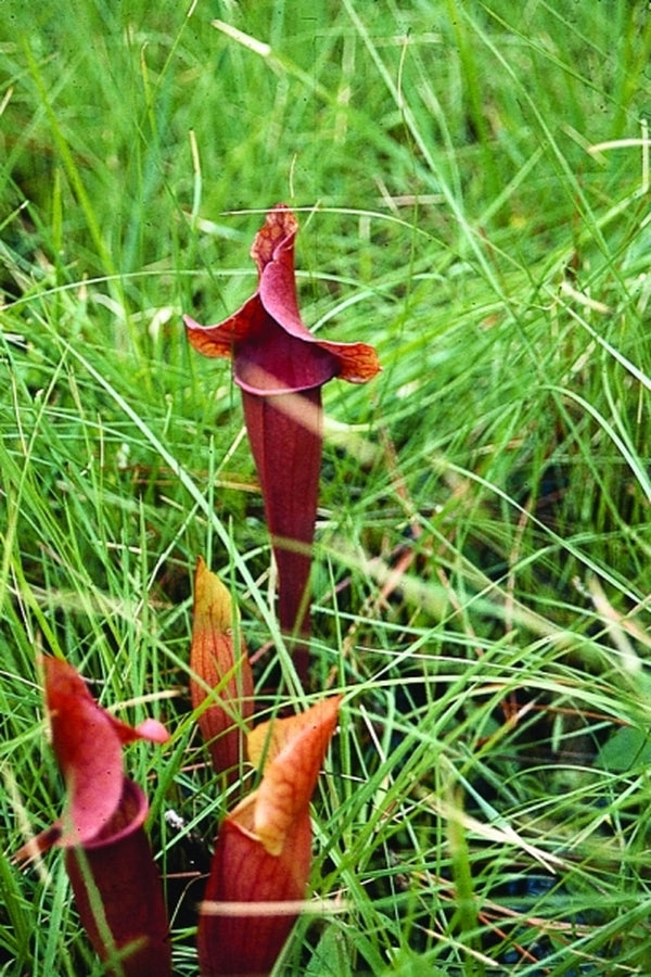Image of Sarracenia x catesbyi|In Situ Green Swamp, NC|