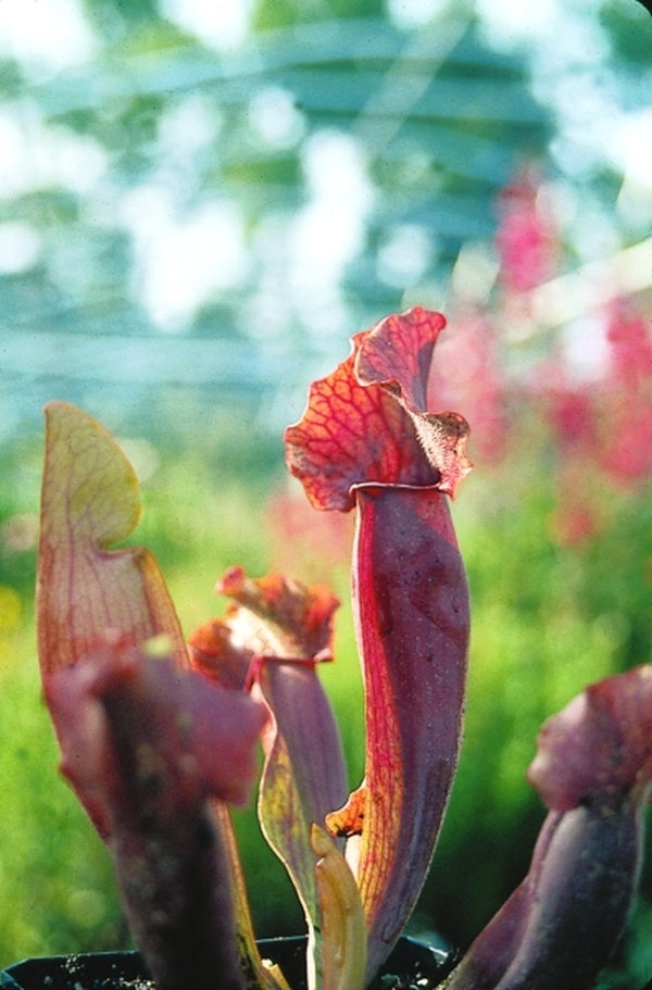 Image of Sarracenia x chelsoni|Juniper Level Botanic Gdn, NC|JLBG