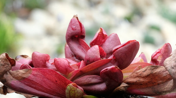 Image of Sarracenia x courtiitaken at Juniper Level Botanic Gdn, NC by JLBG