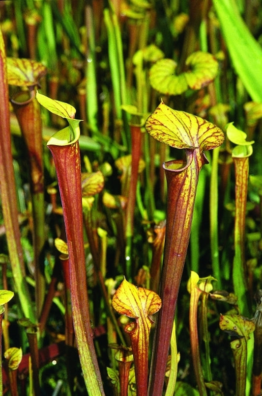 Image of Sarracenia flava 'Red Tube'|Juniper Level Botanic Gdn, NC|JLBG