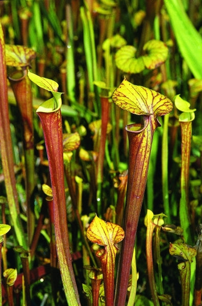 Lil karakterisere vedlægge Learn about Sarracenia flava 'Red Tube' | Yellow Trumpet Pitcher Plant |  Perennial Encyclopedia