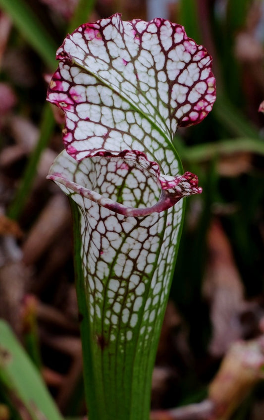 Image of Sarracenia leucophylla 'Hurricane Creek White'||