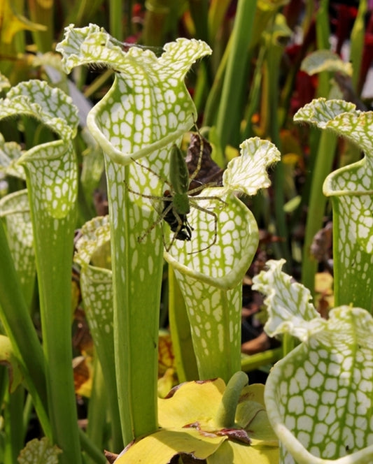 Image of Sarracenia leucophylla 'Unstained Glass'