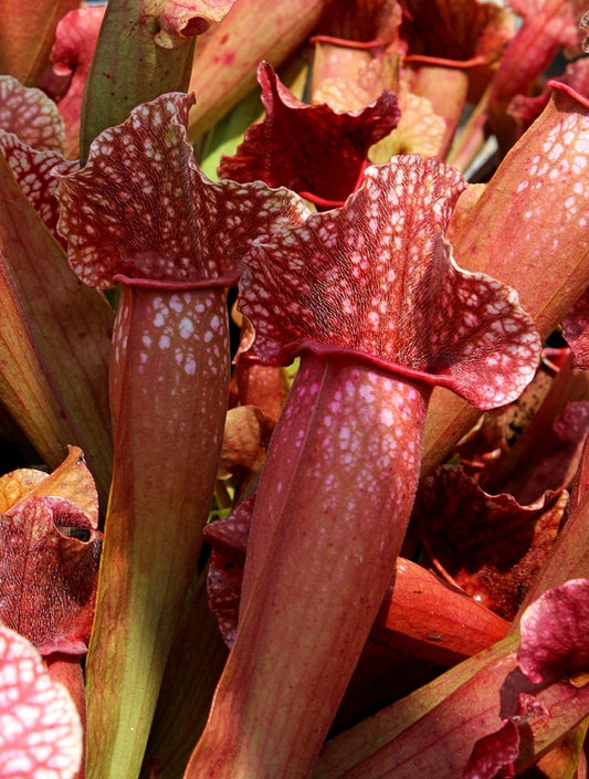 Image of Sarracenia x leucopureataken at Juniper Level Botanic Gdn, NC by JLBG