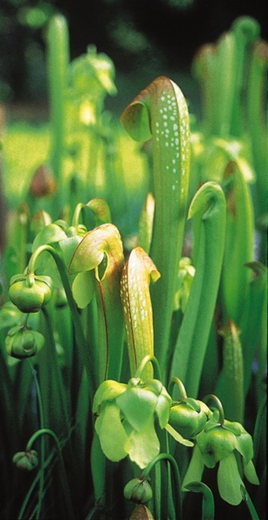 Image of Sarracenia minor Okefenokee Giant Strain|Juniper Level Botanic Gdn, NC|JLBG