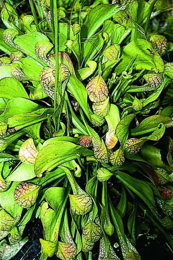 Image of Sarracenia psittacina|Juniper Level Botanic Gdn, NC|JLBG