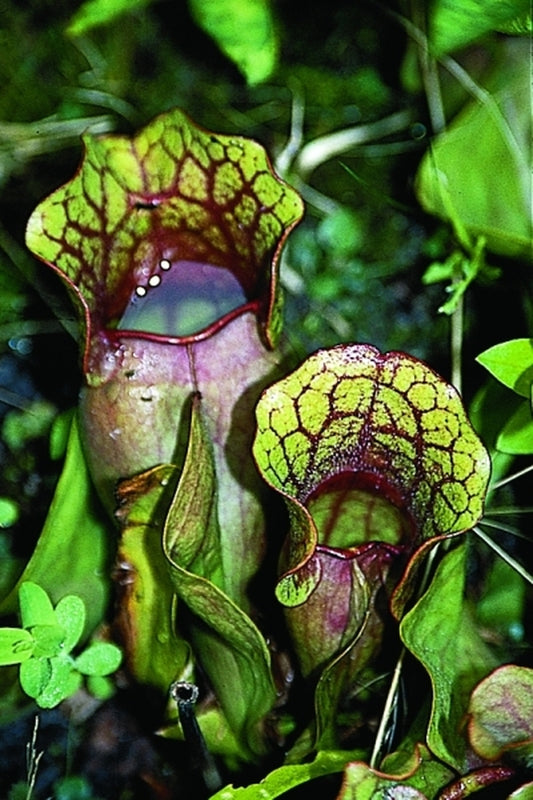 Image of Sarracenia purpurea 'Blood Vessel'|Juniper Level Botanic Gdn, NC|JLBG