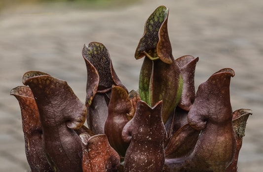 Image of Sarracenia purpurea 'Jersey Girl'|Juniper Level Botanic Gdn, NC|JLBG