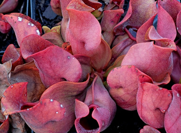 Image of Sarracenia rosea 'Fat Chance'||