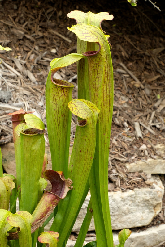 Image of Sarracenia rubra ssp. gulfensis |Juniper Level Botanic Gdn, NC|JLBG