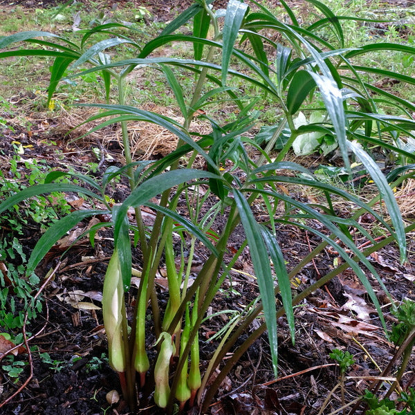 Image of Sauromatum horsfieldii 'Lancelot'taken at Juniper Level Botanic Gdn, NC by JLBG