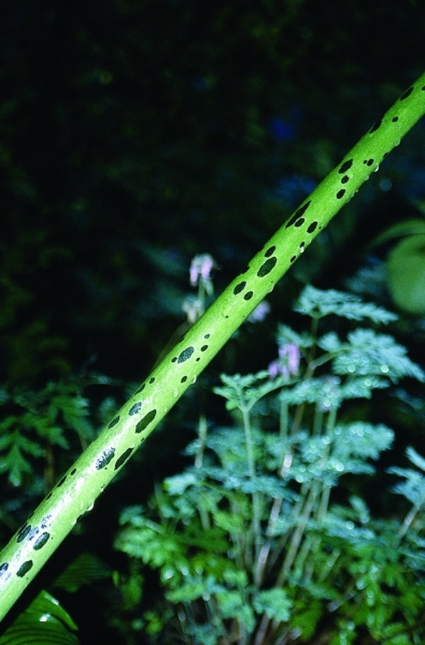 Image of Sauromatum venosum 'Indian Giant'|Juniper Level Botanic Gdn, NC|JLBG