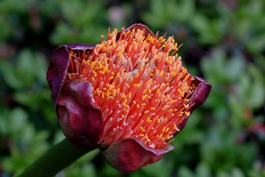Image of Scadoxus puniceus 'Windvogel Mountain'||