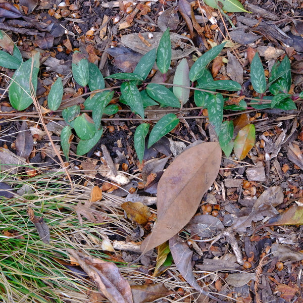 Image of Schisandra propinqua var. sinensis 'Freckle Face'taken at Juniper Level Botanic Gdn, NC by JLBG