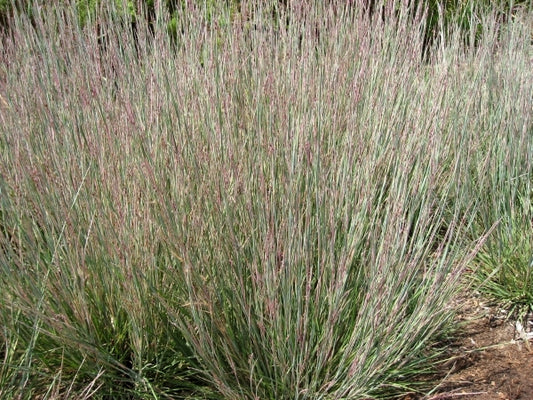 Image of Schizachyrium scoparium 'Carousel' PP20,948|Union, IL|Hoffie Nursery, Inc, Get Group