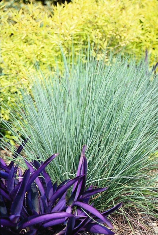 Image of Schizachyrium scoparium 'The Blues'|J.C. Raulston Arboretum, NC|