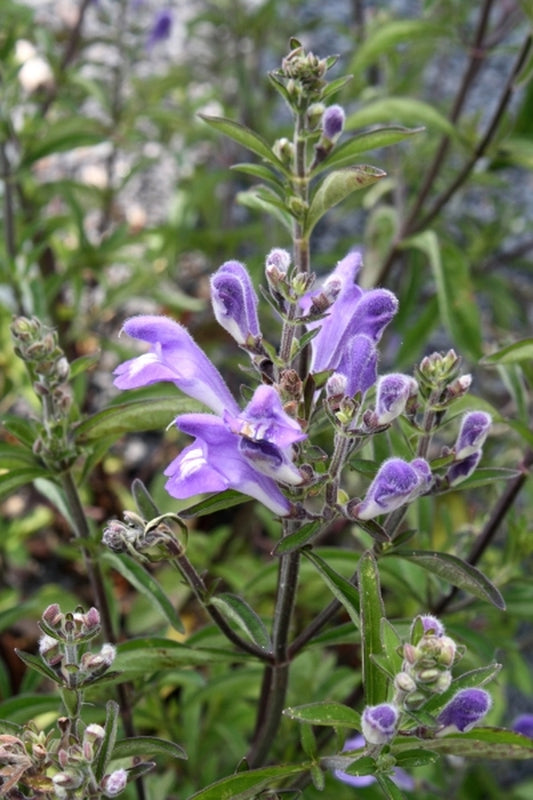 Image of Scutellaria multiglandulosa 'Laurens'|Juniper Level Botanic Gdn, NC|JLBG