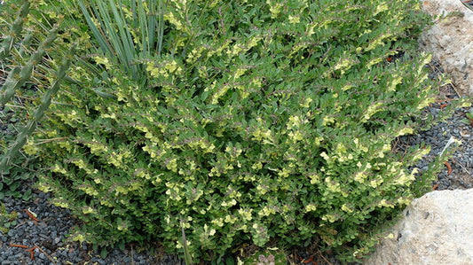 Image of Scutellaria salviifolia taken at Juniper Level Botanic Gdn, NC by JLBG