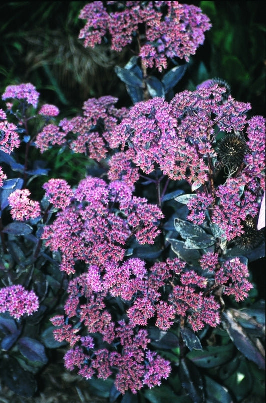 Image of Sedum 'Black Jack' PP 16,736|Juniper Level Botanic Gdn, NC|JLBG
