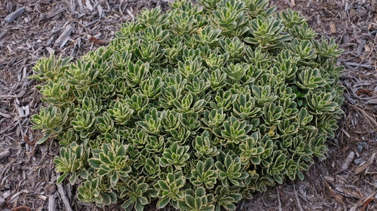 Image of Sedum 'Boogie Woogie' PP 31,767|Juniper Level Botanic Gdn, NC|JLBG