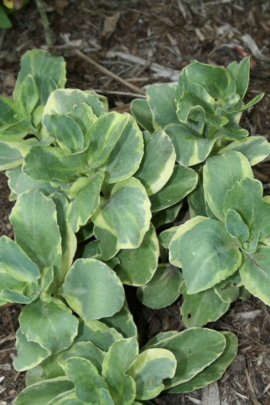 Image of Sedum 'Diamond Edge'|Juniper Level Botanic Gdn, NC|JLBG