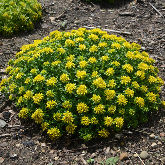 Image of Sedum 'Little Miss Sunshine' PP 30,039|Walters Gardens, MI|Walters Gardens