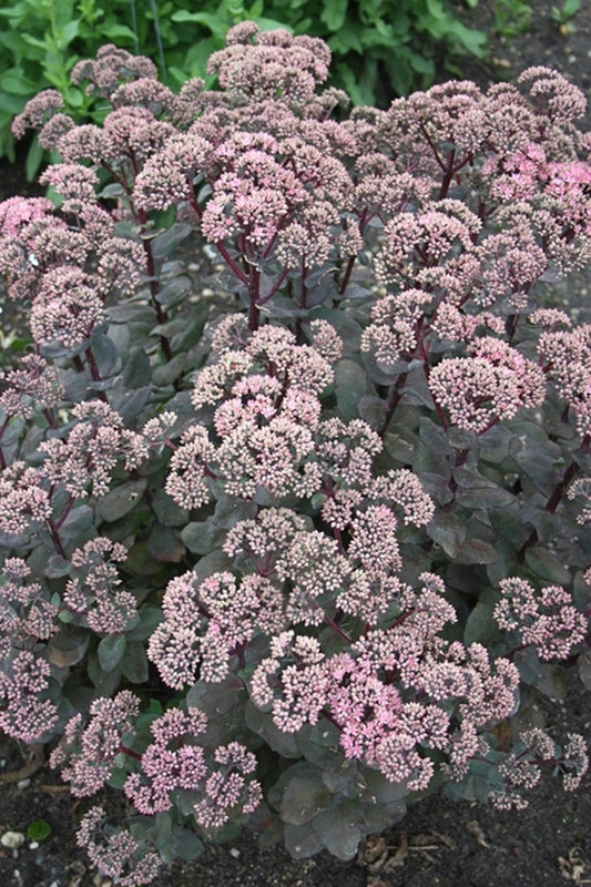 Image of Sedum 'Maestro' PP 20,094|Walters Gardens, MI|