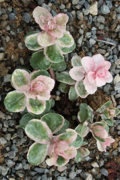 pink flower ground cover succulent Learn about Sedum 'Pinky' | Pinky Hardy Stonecrop
