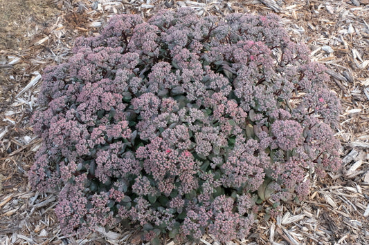 Image of Sedum 'Superstar' PP 31,547|Walters Gardens, MI|