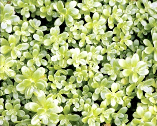 Image of Sedum confusum|Juniper Level Botanic Gdn, NC|JLBG
