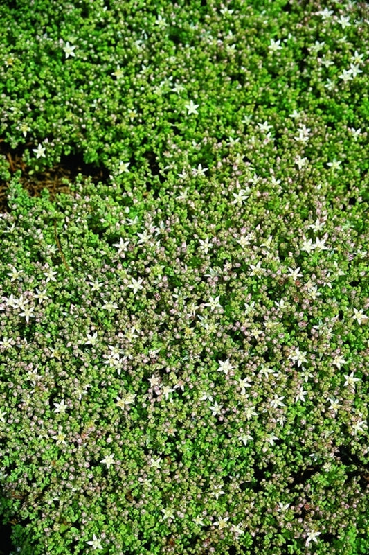 Image of Sedum diffusum|Juniper Level Botanic Gdn, NC|JLBG
