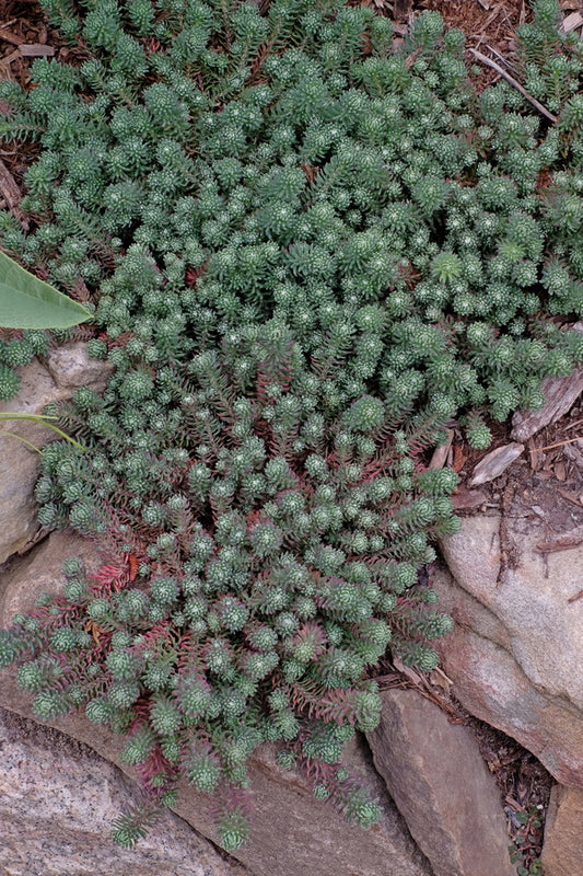 Image of Sedum forsterianum 'Antique Grill'