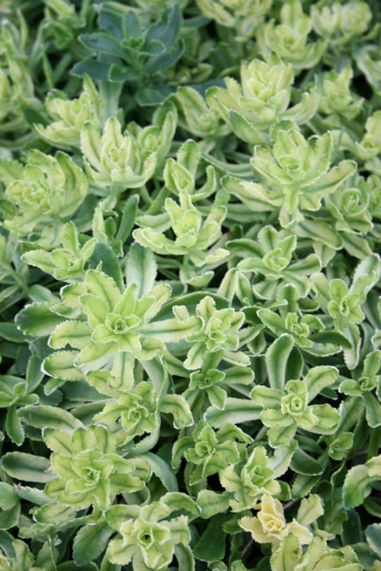 Image of Sedum kamtschaticum 'Sweet and Sour'|Juniper Level Botanic Gdn, NC|JLBG