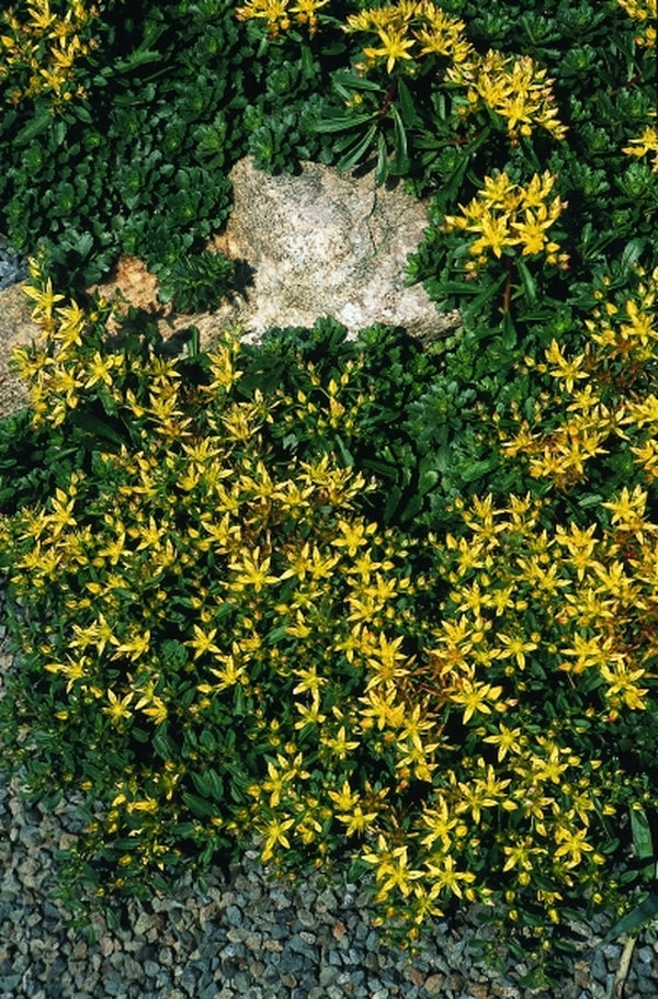 Image of Sedum kamtschaticum var. floriferum|Juniper Level Botanic Gdn, NC|JLBG