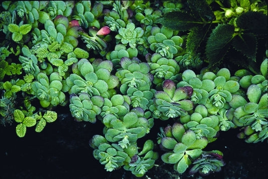 Image of Sedum palmeri|Heronswood, WA|