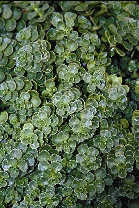 Image of Sedum spurium 'John Creech'|Juniper Level Botanic Gdn, NC|JLBG